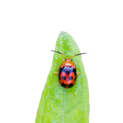 lady bug on leaf isolated