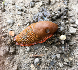 Nacktschnecke