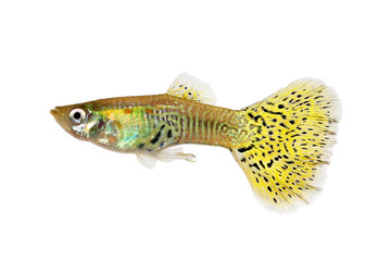 Delta Guppy Poecilia reticulata colorful rainbow tropical aquarium fish 