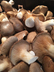 Braune Champignons