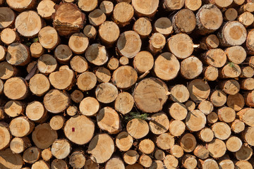 A pile of cut wood stump log texture