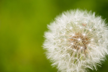 Obraz premium タンポポ 綿毛