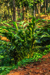 Wild jungle in the highlands. Cardamom.