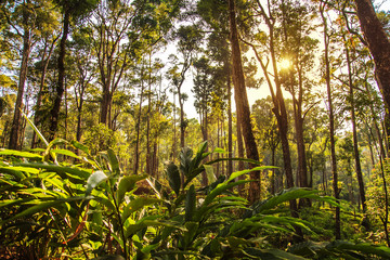Fototapeta premium Wild jungle in the highlands.