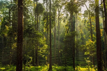 Gardinen Wälder Wilder Dschungel im Hochland.  © lizavetta