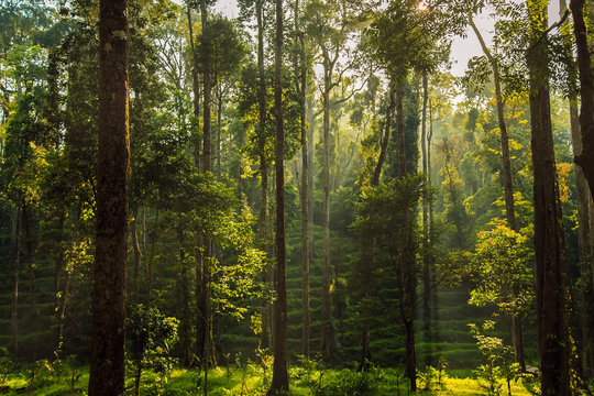Fototapeta Wild jungle in the highlands.