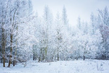 Polish winter landscape