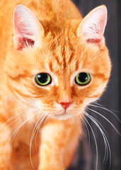 Red cat with big green eyes in studio.