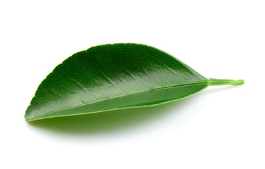 Fototapeta premium Citrus leaves isolated