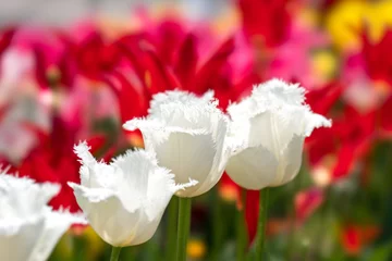 Photo sur Plexiglas Tulipe チューリップ畑