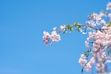 青空に映える桜　（紅しだれサクラ）