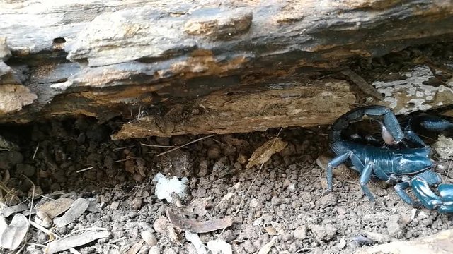 Big  scorpion close up HD video. Toxic animal in Asian jungle forest