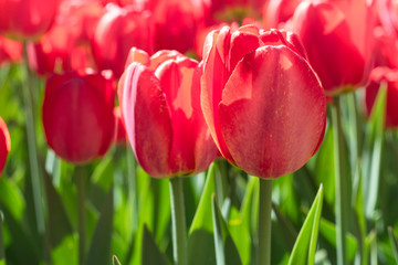 Group and close up of red single beautiful tulips growing in the garden