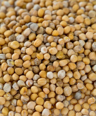 mustard isolated on white