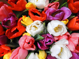 Fototapeta na wymiar spring flowers banner - bunch of pink tulip flowers