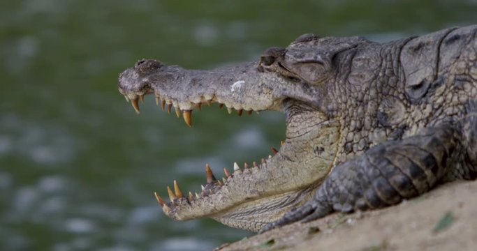 Crocodile with mouth open