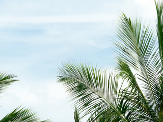 Fototapeta premium Palm trees against blue sky