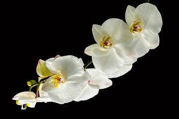 Fototapeta na wymiar White orchid isolated on black.