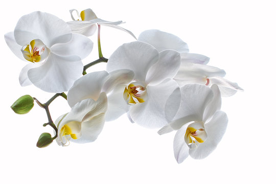 White Orchid Isolated On White