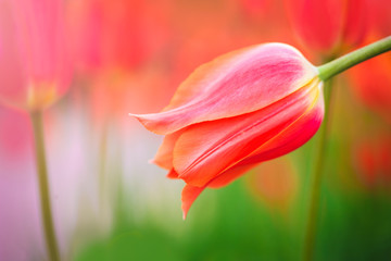 Red tulip on the background of green grass close-up.