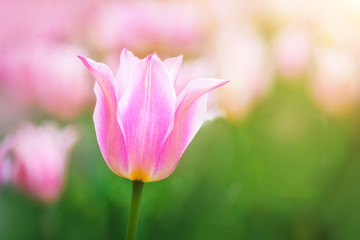 Obraz na płótnie Canvas Purple tulip on the background of green grass close-up.