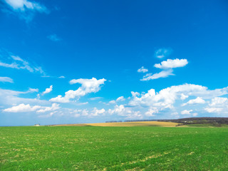 Green grass texture from a field