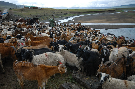 Cowboy pushing herd of goats in Mongolia