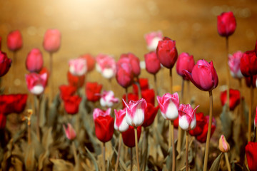 Fototapeta na wymiar Buntes Tulpenbeet in der Blüte