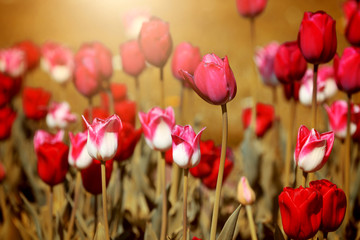 Plakat Buntes Tulpenbeet in der Blüte
