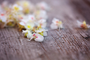 Fototapeta na wymiar Kastanien Blüte auf Holz Hintergrund