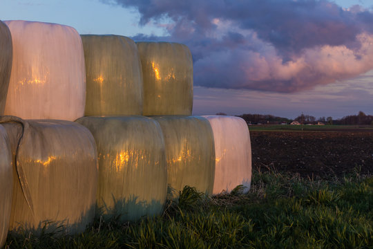 Stacked like a pyramid, round bales of hay and silage wrapped in a white membrane. Food for cows in winter is stored on the field. Dairy farm on Podlasie, Poland.