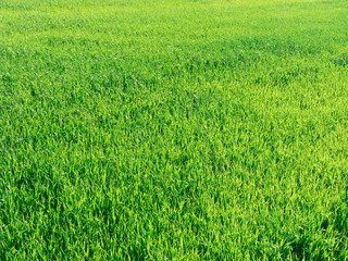 Green grass texture from a field