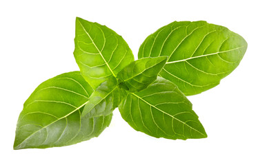 Basil leaves