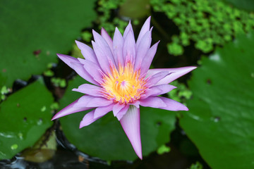 Lotus flower and leaves