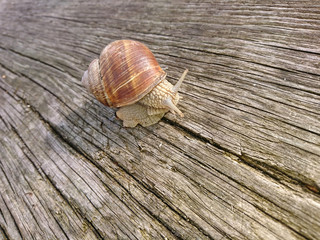 Ślimak © photoidea