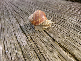 Ślimak © photoidea