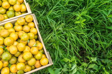 Top view of orange on wooden box retro chic in farm.