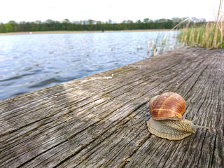 Ślimak © photoidea