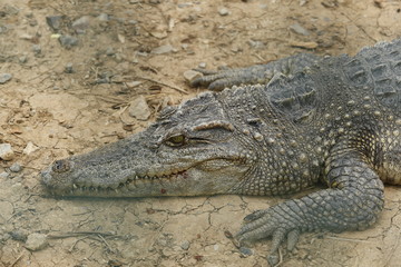 Crocodile