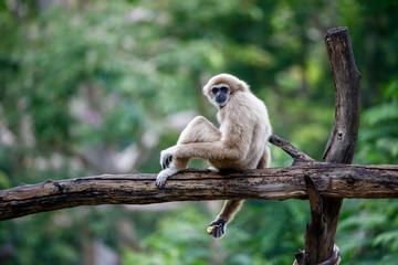 Gibbon in the open zoo, Thailand.