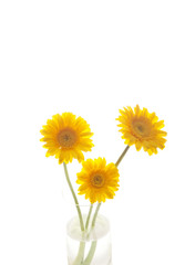 Fototapeta premium ガーベラの花
