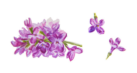 Fototapeta na wymiar warecolor blooming lilac branch and flowers isolated on white background