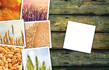 Wheat grains farming in agriculture photo collage