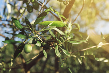 Fresh green olive fruit on branch