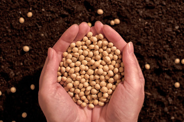 Harvested soybean in hands