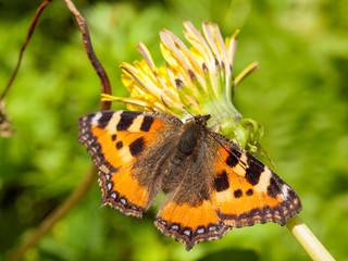 Butterfly on flower