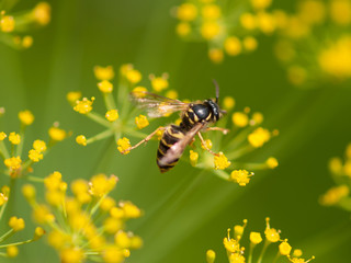 Wasp on yellow floer