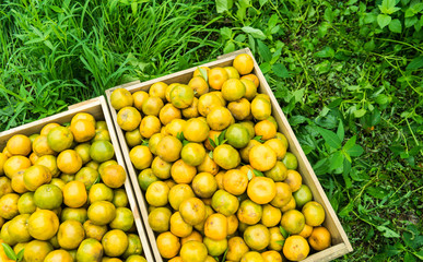 Top view of orange on wooden box retro chic in farm.