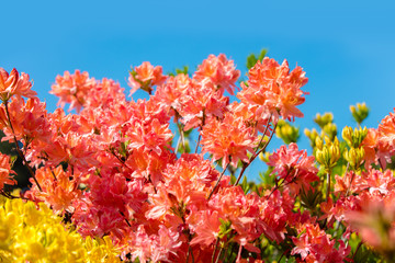 Azalea flowers in the garden in sunny day