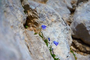 Small purple flowers between rocks in the mountains could display resiliance and tenacity in harsh...